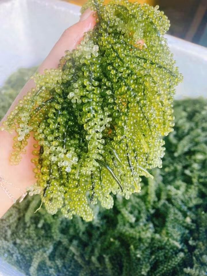 Rong tươi cầm tay